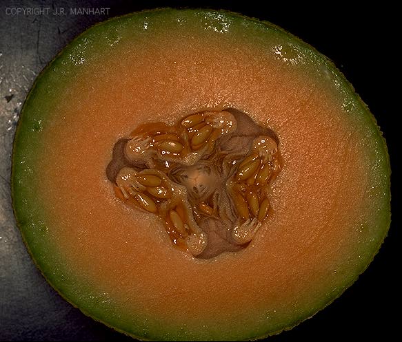 crenshaw melon ، casaba melon ، Persian melon ، winter melon